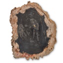 Petrified Wood Stump, Top Polished 