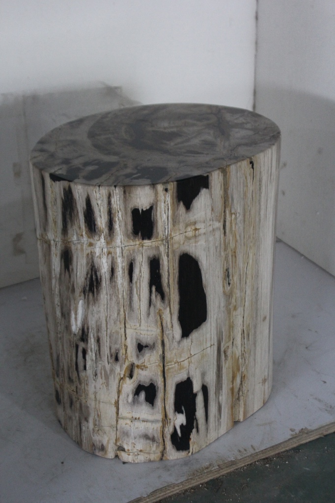 Polished Petrified Wood Stump - Natural Dark